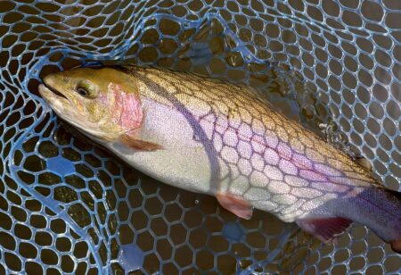 フライメインでルアーを少し ～岡崎トラウトポンド～